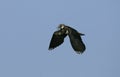 Northern lapwing, Vanellus vanellus Royalty Free Stock Photo