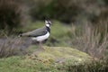 Northern lapwing, Vanellus vanellus