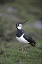 Northern lapwing, Vanellus vanellus Royalty Free Stock Photo