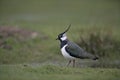 Northern lapwing, Vanellus vanellus Royalty Free Stock Photo