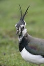 Northern lapwing, Vanellus vanellus Royalty Free Stock Photo