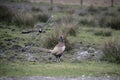 Northern lapwing, Vanellus vanellus Royalty Free Stock Photo