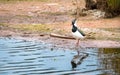 Northern lapwing Vanellus vanellus in England