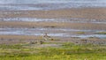 Northern lapwing, vanellus vanellus, on wetland of Waddensea, Netherlands