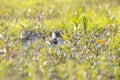 Northern lapwing, Vanellus vanellus, wading bird chick in a meadow Royalty Free Stock Photo