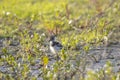 Northern lapwing, Vanellus vanellus, wading bird chick in a meadow Royalty Free Stock Photo