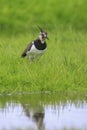 Northern lapwing, Vanellus vanellus, wading bird in a meadow Royalty Free Stock Photo