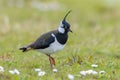 Northern lapwing, Vanellus vanellus, wading bird in a meadow Royalty Free Stock Photo
