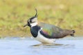 Northern lapwing, Vanellus vanellus, wading bird in a meadow Royalty Free Stock Photo