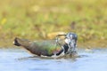 Northern lapwing, Vanellus vanellus, wading bird in a meadow Royalty Free Stock Photo