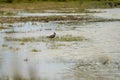 Northern Lapwing Vanellus vanellus wading in shallow water.. Royalty Free Stock Photo