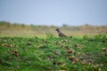 Northern lapwing (Vanellus vanellus), also known as the peewit or pewit Royalty Free Stock Photo