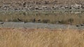 Northern lapwings in Spanish steppe landscape