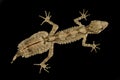 Northern leaf-tailed gecko Saltuarius cornutus