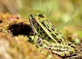 Northern Leopard Frog Royalty Free Stock Photo