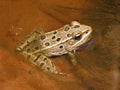 Northern Leopard Frog Royalty Free Stock Photo