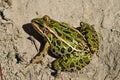 Northern leopard frog.