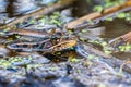 A northern leopard frog, Lithobates pipiens or ana pipiens, in shallow water at an Indiana wetlands