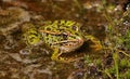 Northern leopard frog (Lithobates pipiens) Royalty Free Stock Photo