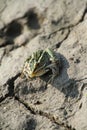 Northern leopard frog - Lithobates pipiens 4