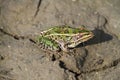 Northern leopard frog - Lithobates pipiens - Missing right eye