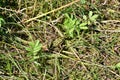 Northern leopard frog (Lithobates pipiens) resting in grass along hiking trail at Presqu\'ile Royalty Free Stock Photo