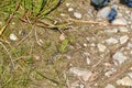 Northern leopard frog (Lithobates pipiens) resting on ground along hiking trail at Presqu\'ile Royalty Free Stock Photo