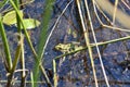 Northern leopard frog (Lithobates pipiens) resting in shallow water along hiking trail at Presqu\'ile Royalty Free Stock Photo