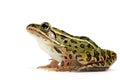 Northern Leopard Frog (Lithobates pipiens) Royalty Free Stock Photo