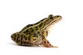 Northern Leopard Frog (Lithobates pipiens) Royalty Free Stock Photo