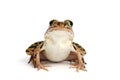 Northern Leopard Frog (Lithobates pipiens) Royalty Free Stock Photo