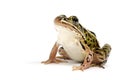 Northern Leopard Frog (Lithobates pipiens) Royalty Free Stock Photo