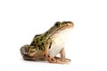 Northern Leopard Frog (Lithobates pipiens) Royalty Free Stock Photo