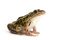 Northern Leopard Frog (Lithobates pipiens) Royalty Free Stock Photo