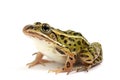 Northern Leopard Frog (Lithobates pipiens) Royalty Free Stock Photo