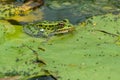 Northern Leopard Frog - Lithobates pipiens Royalty Free Stock Photo