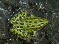 Northern Leopard Frog (Rana pipiens)