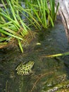 Northern Leopard Frog (Rana pipiens) Royalty Free Stock Photo