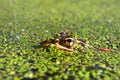 Northern Leopard Frog (Rana pipiens) Royalty Free Stock Photo