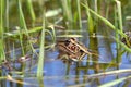 Northern Leopard Frog (Rana pipiens) Royalty Free Stock Photo