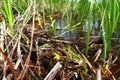 Northern Leopard Frog (Rana pipiens) Royalty Free Stock Photo