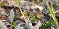 Northern Leopard Frog (Rana pipiens) Royalty Free Stock Photo