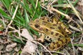 Northern Leopard Frog (Rana pipiens) Royalty Free Stock Photo