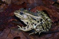 Northern Leopard Frog (Rana pipiens Lithobates pipiens) Royalty Free Stock Photo