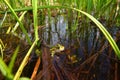 Northern Leopard Frog Rana pipiens Royalty Free Stock Photo