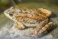 Northern Leopard Frog - Rana pipiens - Posing on a Rock
