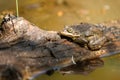 Northern Leopard Frog Reflection Royalty Free Stock Photo