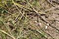 Northern leopard frogs (Lithobates pipiens) resting amongst grass at Presqu\'ile Royalty Free Stock Photo