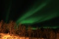 Northern Light above trees Royalty Free Stock Photo