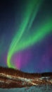 Northern Light illuminating colorful dance night sky, phenomenon Aurora Borealis above the forest Royalty Free Stock Photo